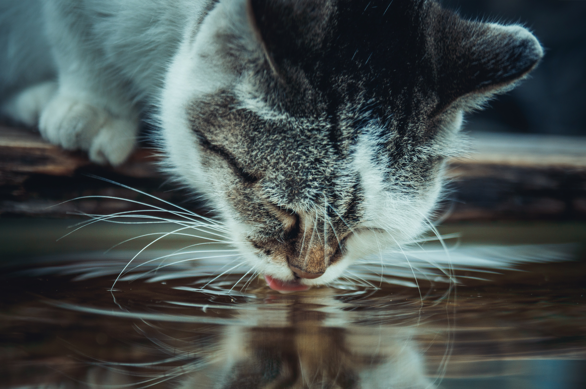 Akute und chronische Niereninsuffizienz bei Katzen